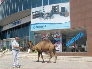Merinos düğünlere deve gönderiyor