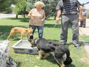 Selçuklu Belediyesi’nden hayvanlara cansuyu