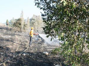 ‘Anız yakanlar hakkında sert tedbirler alacağız’