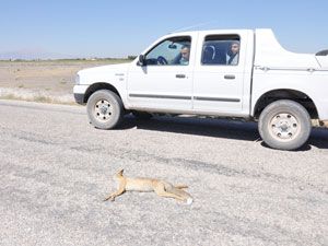 Yaban hayvanları trafik kurbanı oluyor