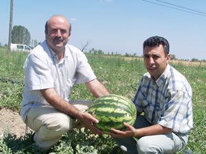 Üretim az olunca yerli karpuzun fiyatı arttı