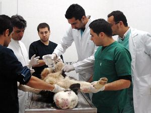 Hayvan hastanesi'nde 3 bin hayvan tedavi edildi