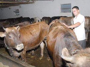 Et pahalanınca inekler angusla gebe bırakılıyor