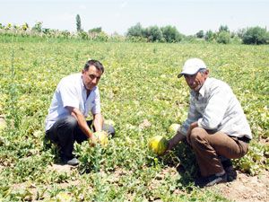 Çiftçi hayal kırıklığına uğradı