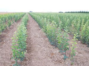 Karaman'da meyve üreticilerine fidan desteği