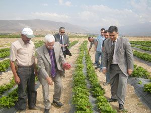 Ereğli çilek üretimine alışıyor