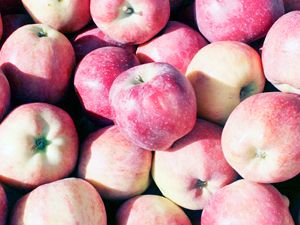 Karaman’da elmasatışları düştü