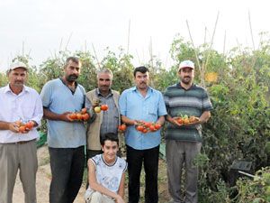 İlaç gibi domatesler
