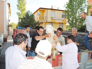 Karaman’da damızlık merinos koçu dağıtıldı
