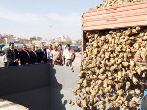 Konya Şeker'de 57. pancar alım kampanyası başladı