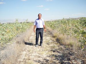 Karapınar'da 4 yılda  530 bin fidan dikildi