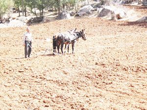 Çiftçi tarlasını at ve sabanla sürüyor