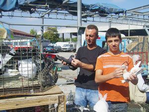 Kuş tutkunları hafta sonu pazarı dolduruyor