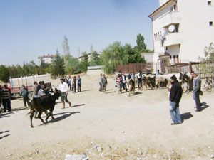 Dar gelirli köylüye gebe düve dağıtıldı