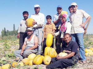 Çerezlik kabak çiftçinin yüzünü güldürdü