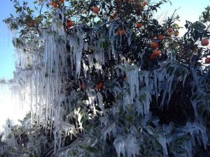 Meteorolojiden zirai don uyarısı