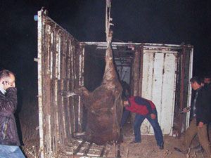 Hayvan taşıyan kamyon devrildi: 2 yaralı