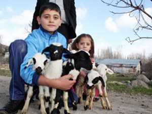 Beyşehir'de koyun beşiz doğurdu