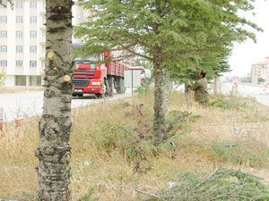 Kulu'da refüjlerdeki ağaçlar budandı