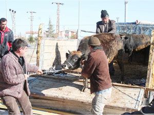 Kızılay, vekaleten kurban kesecek