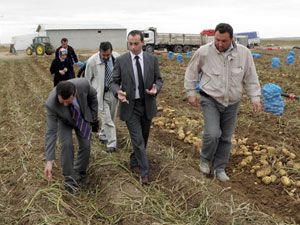 Sarayönü'nde patates hasadı başladı