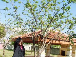 Kulu'da elma ağaçları çiçek açtı 