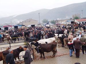 Akşehir hayvan pazarında hareketlilik