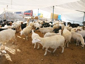 Selçuklu'da kurban satış yerleri belli oldu