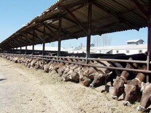 Kurbanlığın kilosunu anlamanın pratik yolu