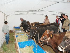 Yurt dışındaki ucuzluk, fiyatları aşağı çekiyor