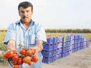 Likopeni yoğun domates gözde
