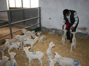 Gönen'de sonbahar kuzuları doğdu