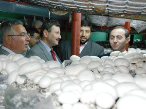 Kaymakam Yıldız, kültür mantarı tesisini gezdi