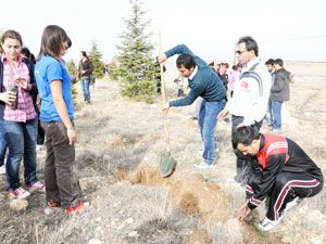 Çam fidanları toprakla buluşturuldu