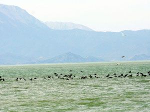 Beyşehir’in kış konukları geldi