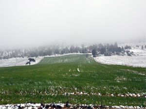 Çiftçinin yüzü güldü