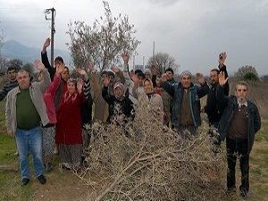 1000 ağaç kesildi santral Yırca'ya yapılmıyor