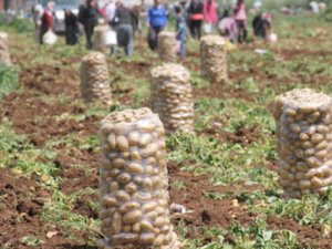 Patates fiyatları neden bu kadar yüksek?