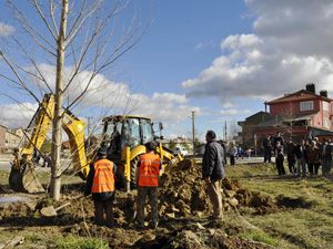 Seydişehir'de Karakavak ölmedi
