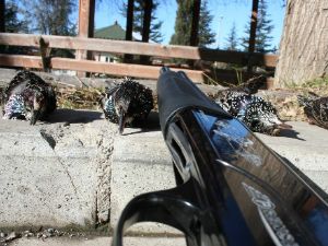 İzinsiz Avlanan şahsa para cezası