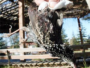 Kaçak sığırcık avına 2 bin 859 lira ceza 