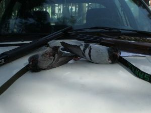 Kaçak avcılar yakalandı