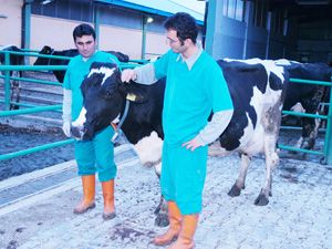 63 litre süt veriyor