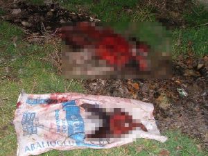 Kuluda eşşek eti alarmı