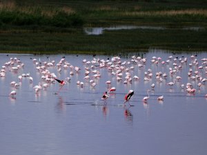 Akgöl'de yağışlar su seviyesini artırdı
