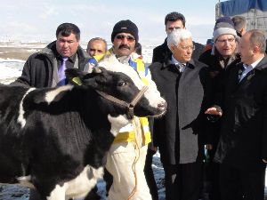 Ereğli'de damızlık süt ineği dağıtımı yapıldı