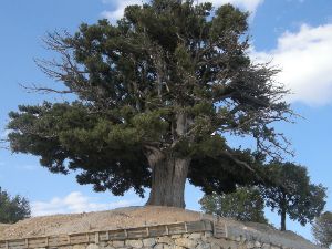 Asırlık ardıç ağacı koruma altına alındı