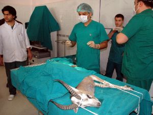 Yaralı ceylan bacağı kesilerek kurtarıldı