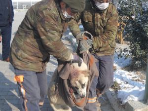 Yaralı köpeğe belediye sahip çıktı