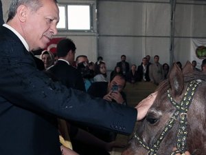 Katar Emiri'nden Erdoğan'a 53 Arap atı